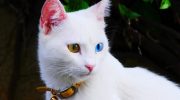 Tyrkisk van: gamle katte med farvede øjne