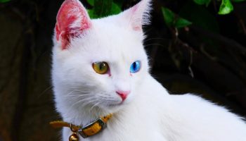 Tyrkisk van: gamle katte med farvede øjne