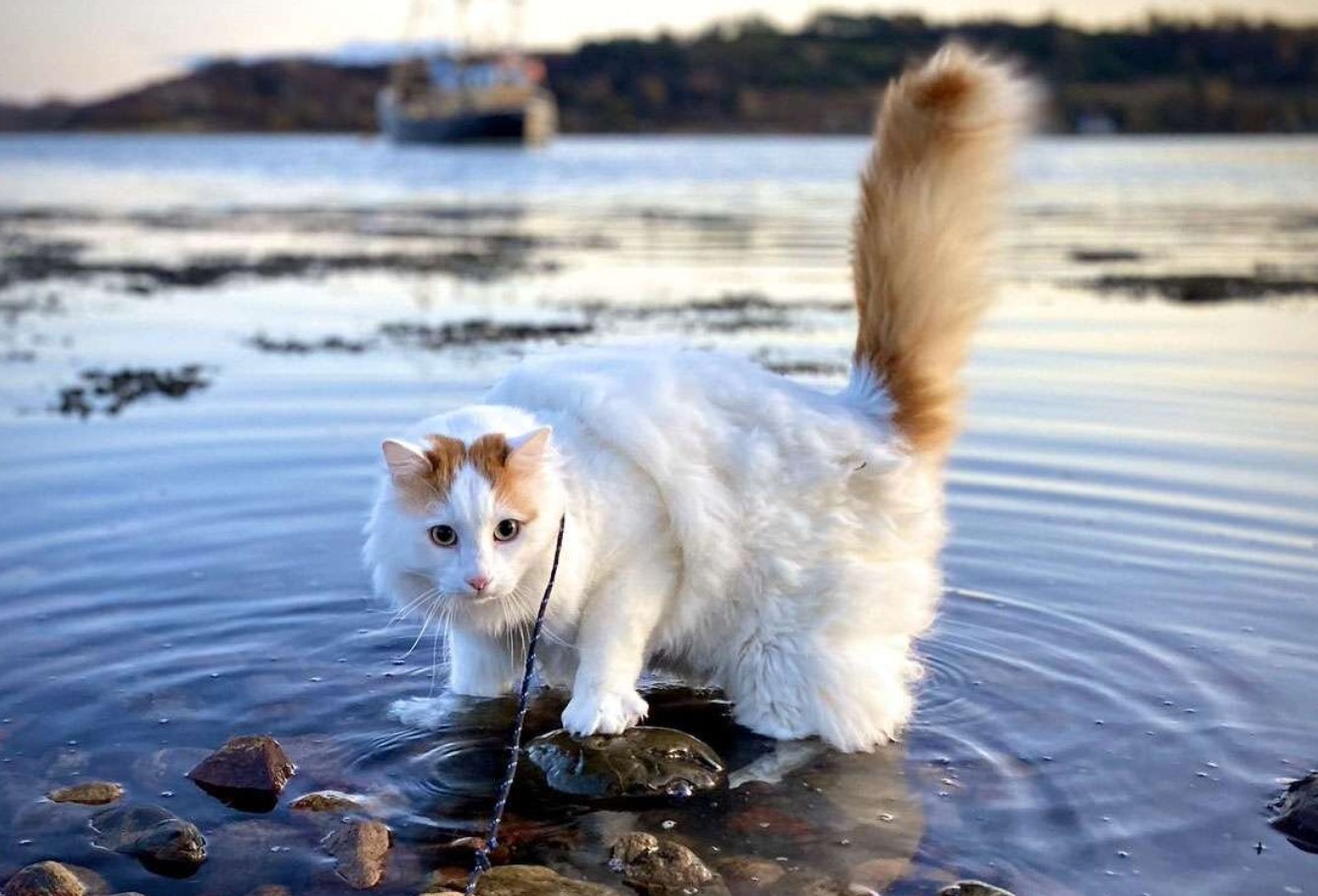 Tyrkisk van: gamle katte med farvede øjne
