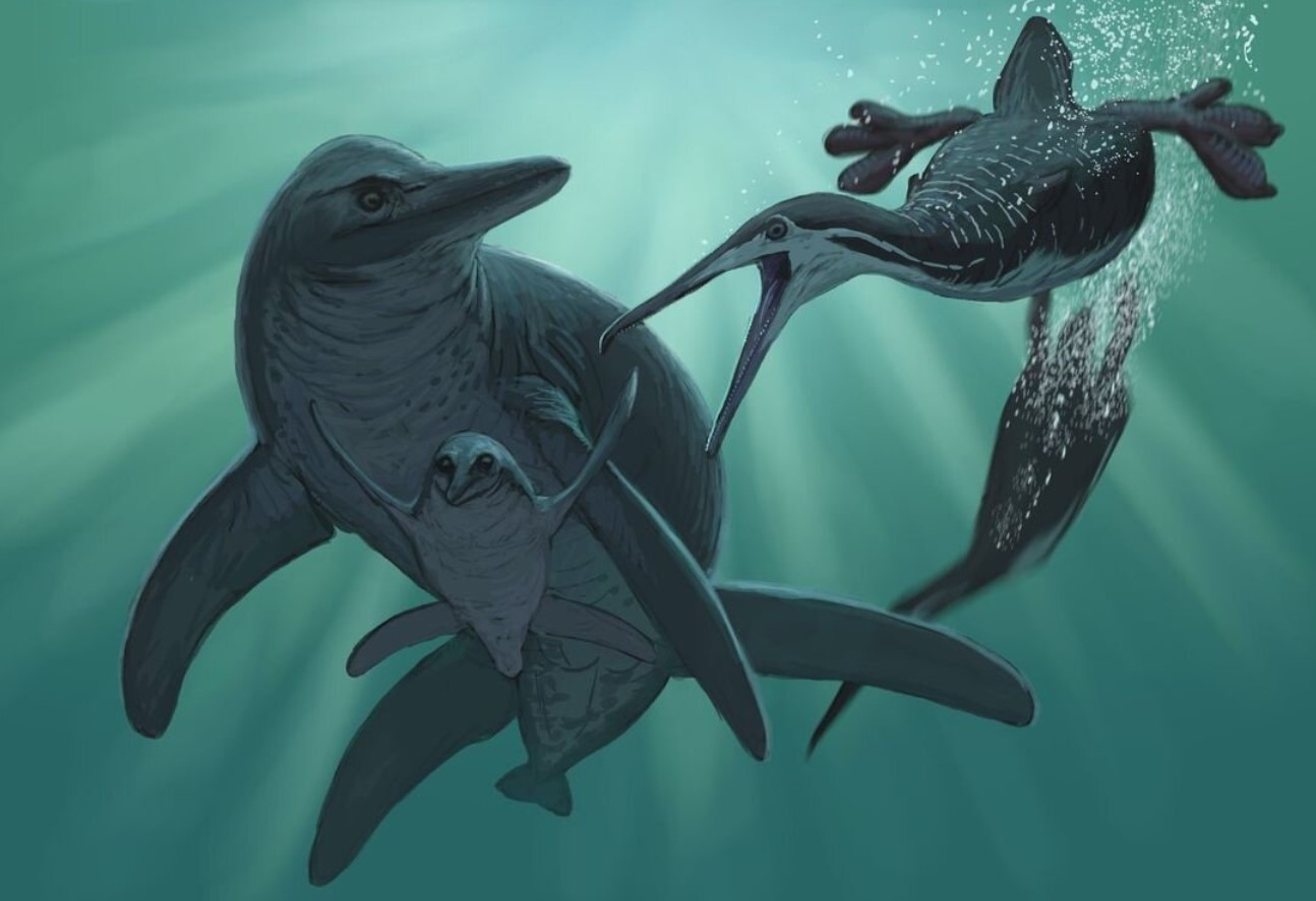 Unktaheela specta