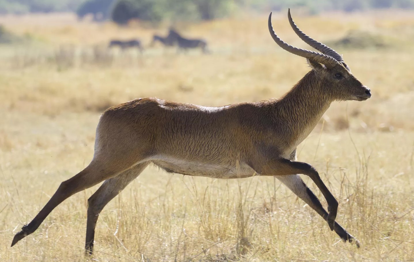 Upemba lechwe