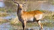 Upemba lechwe