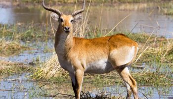 Upemba lechwe