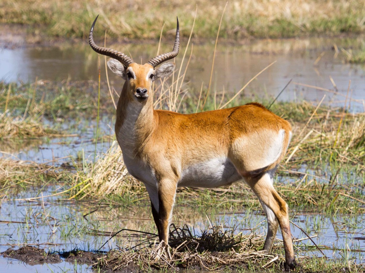 Upemba lechwe
