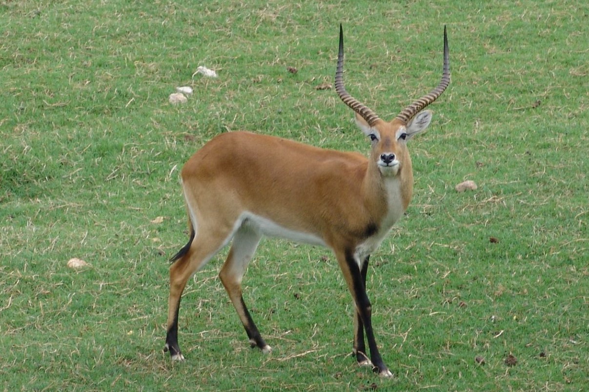 Upemba lechwe