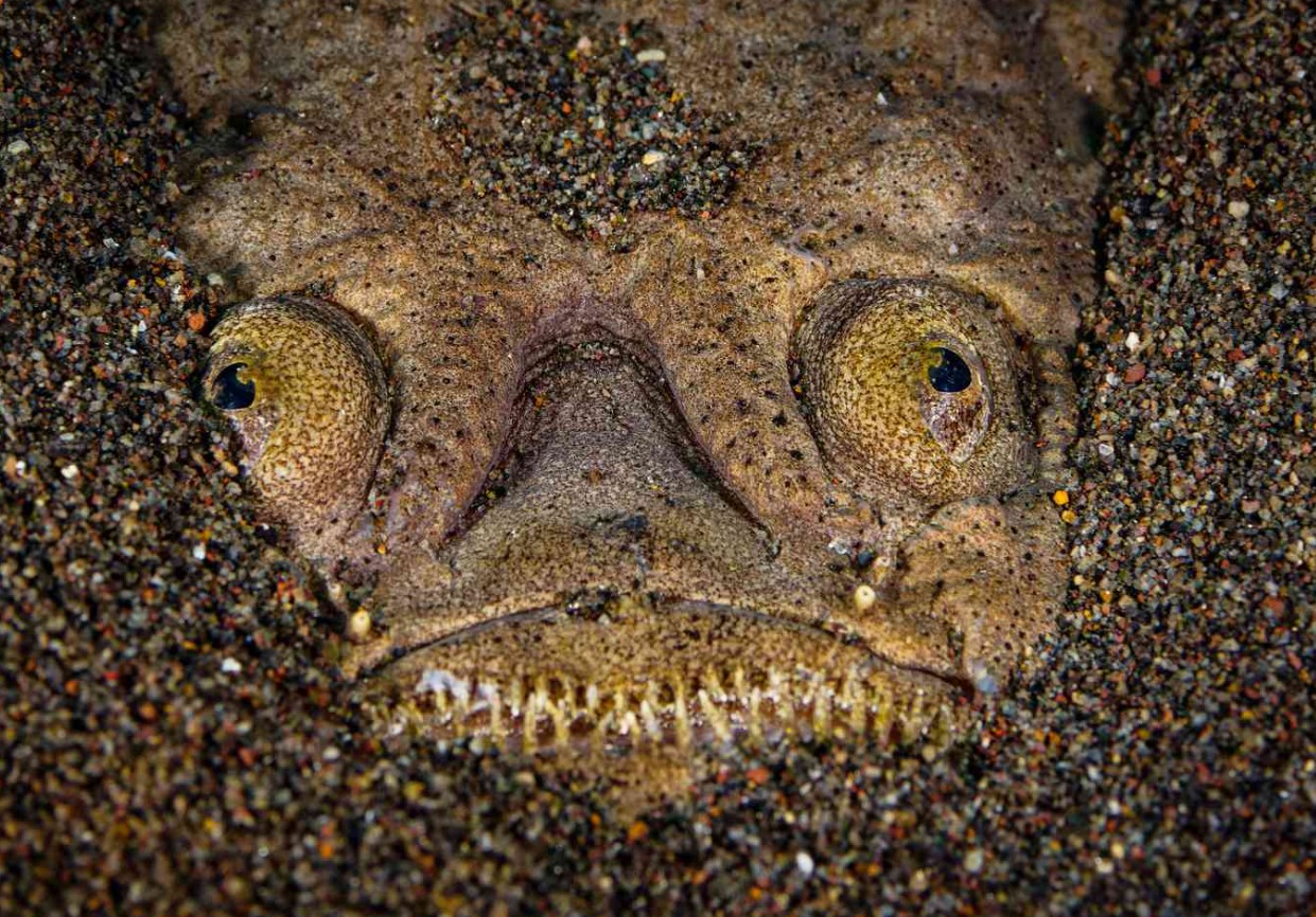 Uranoscopus bicinctus