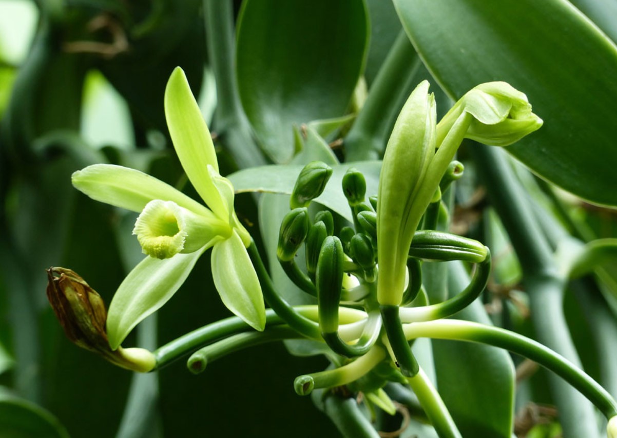 Vanilla planifolia
