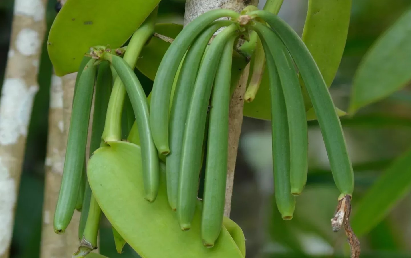 Vanilla planifolia
