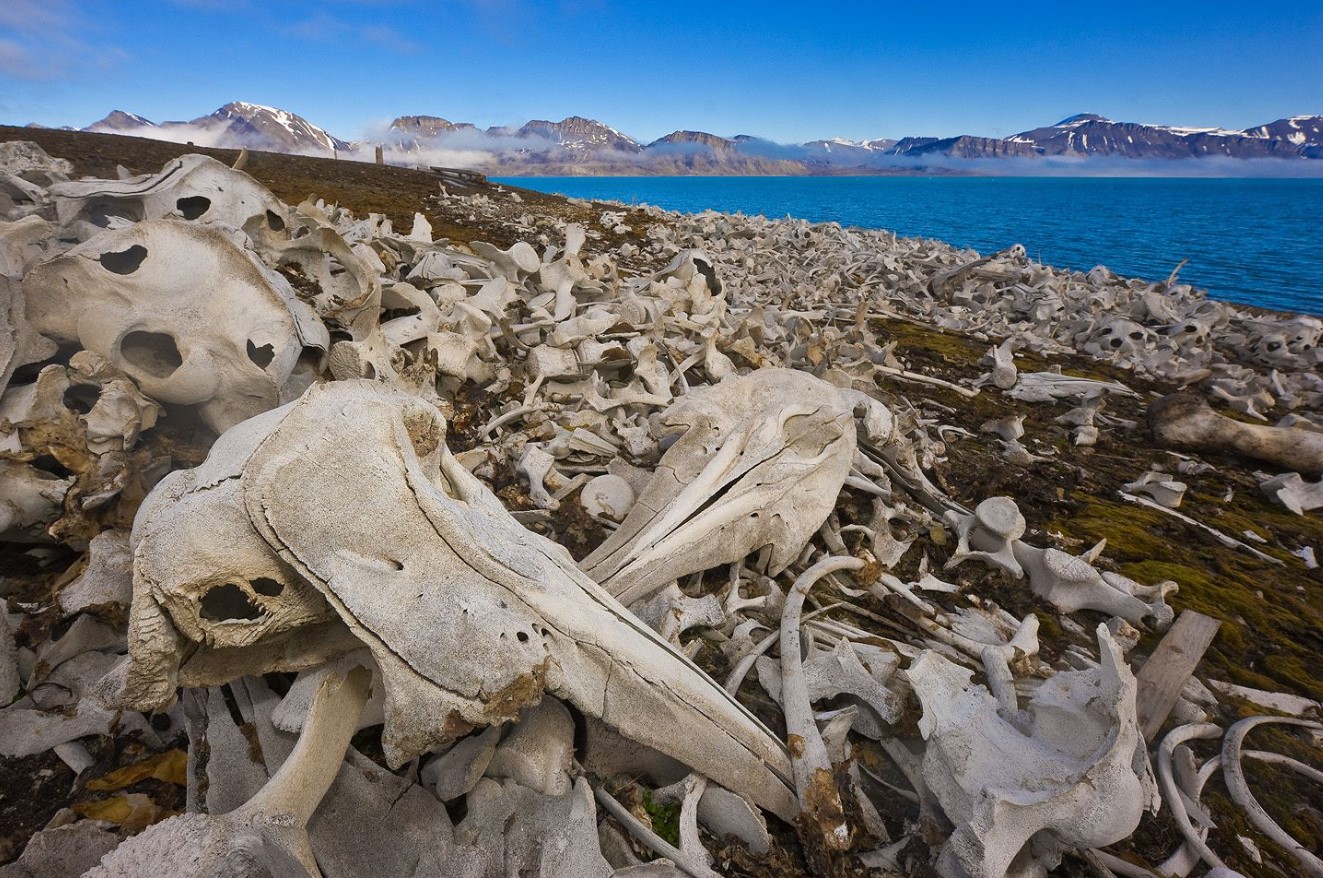 Gammel hvalkirkegård opdaget under smeltende russisk gletscher