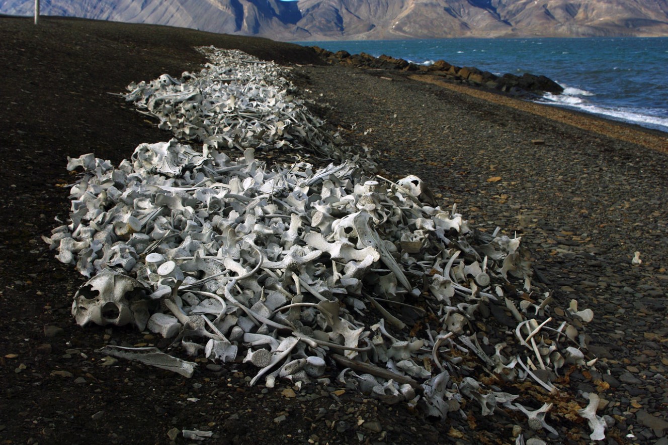 Gammel hvalkirkegård opdaget under smeltende russisk gletscher