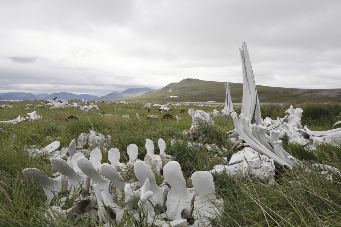 Gammel hvalkirkegård opdaget under smeltende russisk gletscher