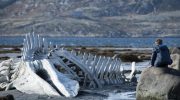 Gammel hvalkirkegård opdaget under smeltende russisk gletscher