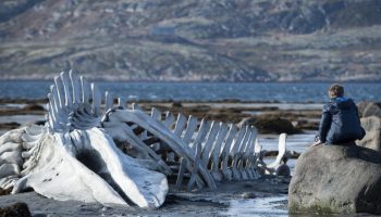 Gammel hvalkirkegård opdaget under smeltende russisk gletscher