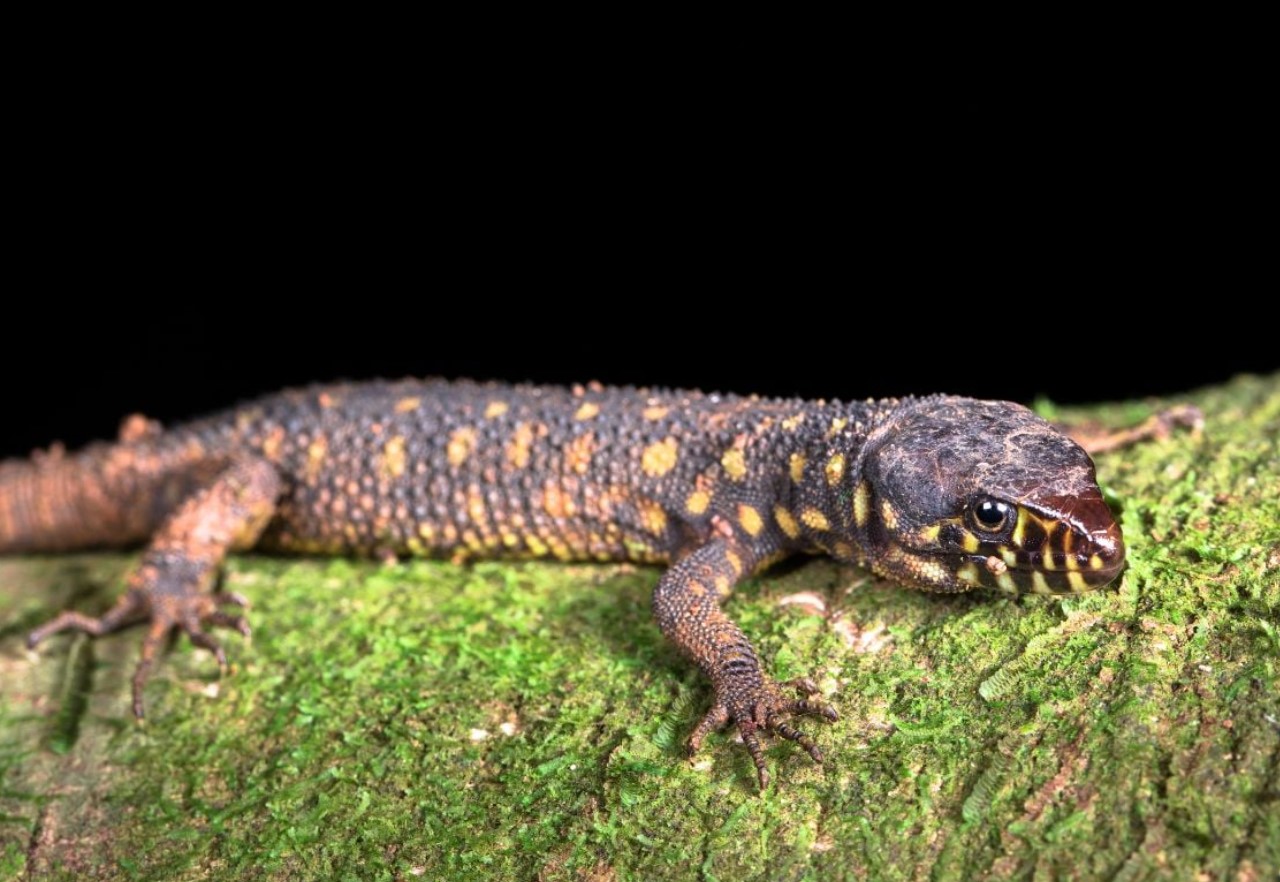 Natøgler overlevede dinosaurernes undergang, selvom de var tæt nok på til at se det ske