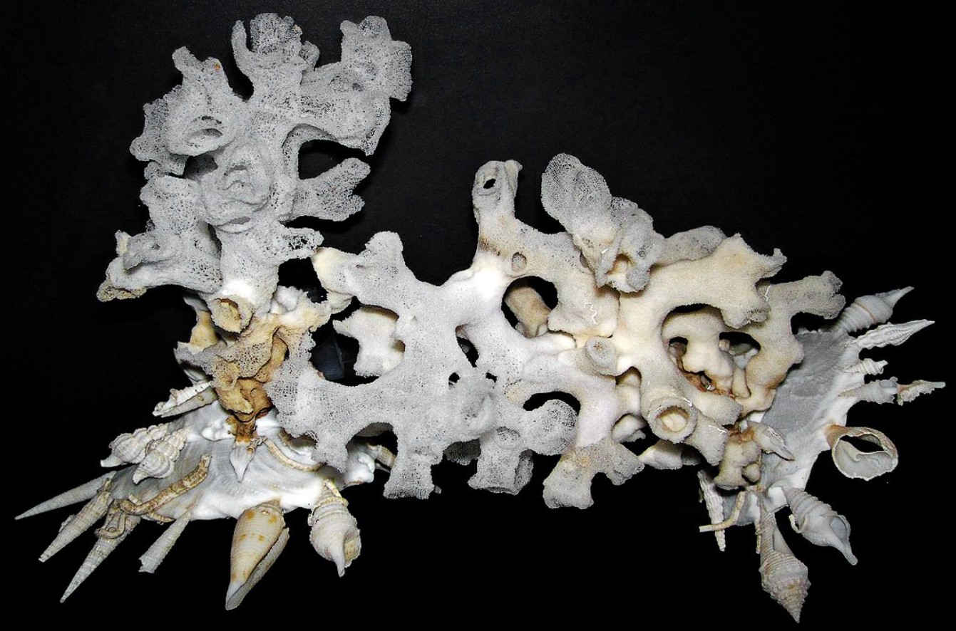 Xenophora pallidula