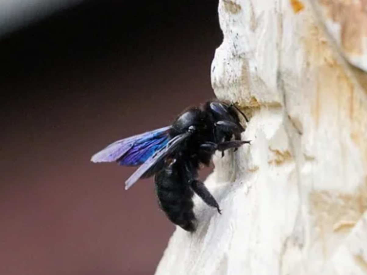 Xylocopa violacea