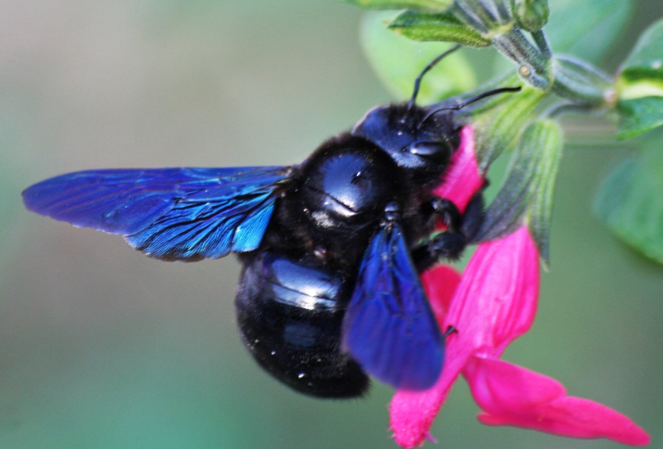 Xylocopa violacea