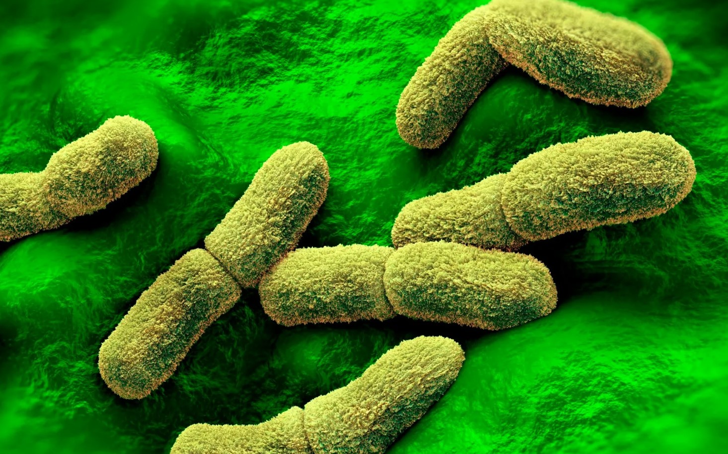 Yersinia pestis