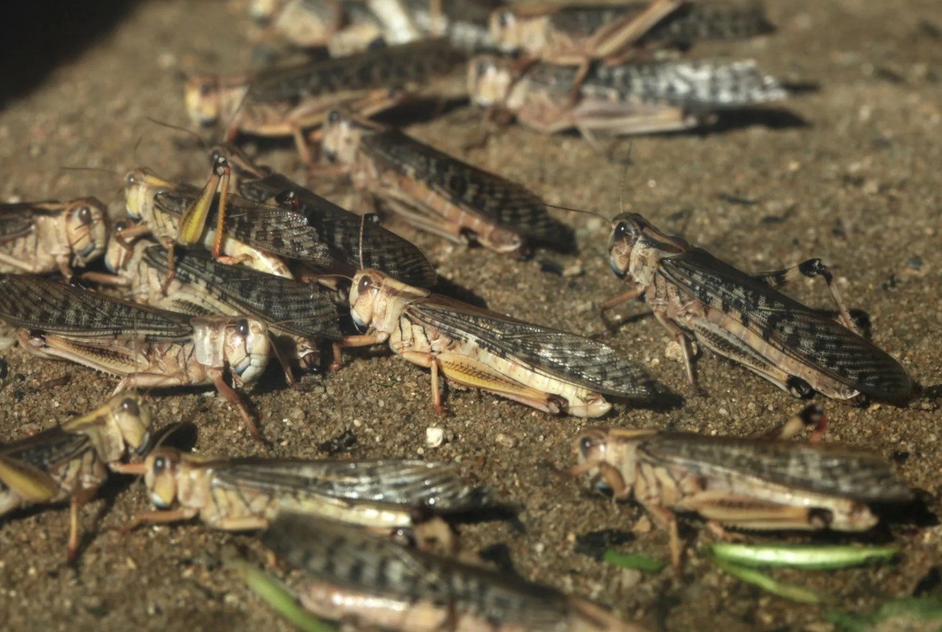Græshoppeinvasion: gigantiske skyer af insekter angriber Zaporizjzja i Ukraine