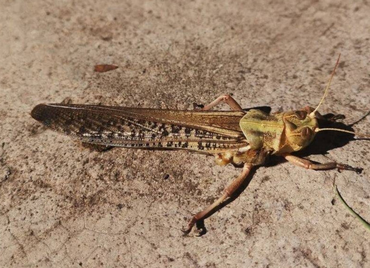 Græshoppeinvasion: gigantiske skyer af insekter angriber Zaporizjzja i Ukraine