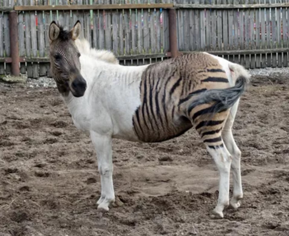 Zebroider, Zeedonks, Zorses, Zonies: Velkommen til verden af zebrahybrider