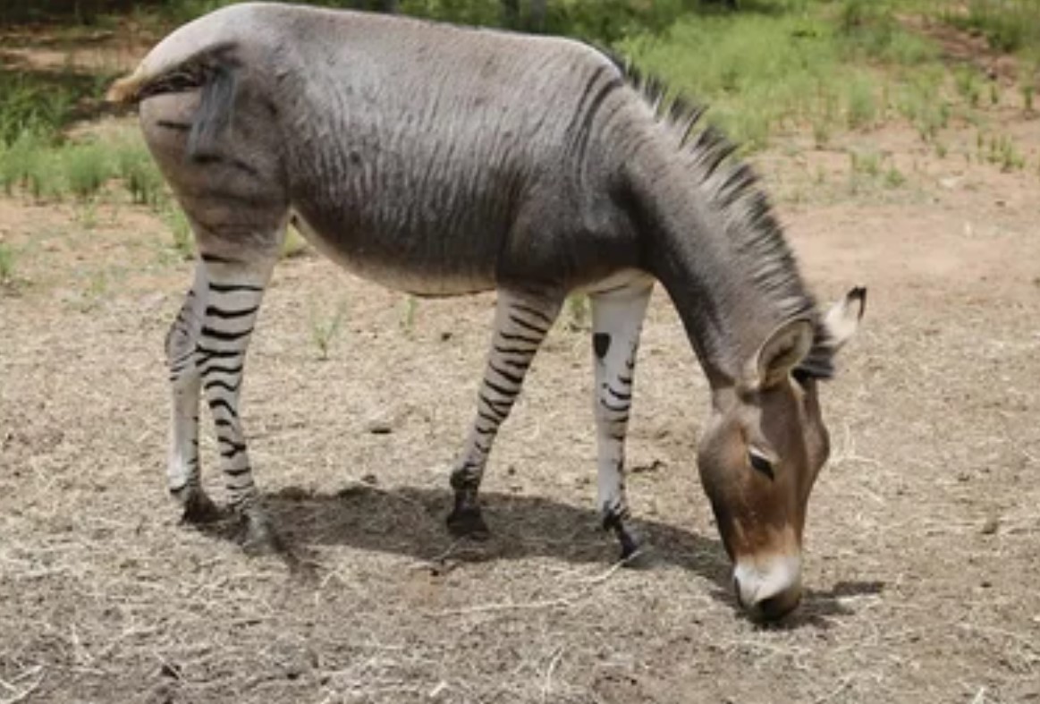 Zebroider, Zeedonks, Zorses, Zonies: Velkommen til verden af zebrahybrider