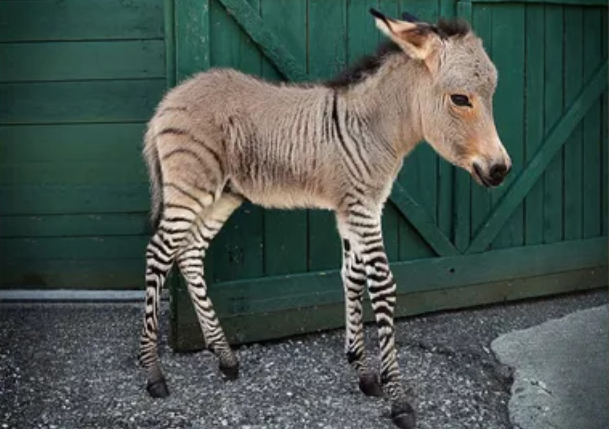 Zebroider, Zeedonks, Zorses, Zonies: Velkommen til verden af zebrahybrider