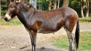 Zebroider, Zeedonks, Zorses, Zonies: Velkommen til verden af zebrahybrider