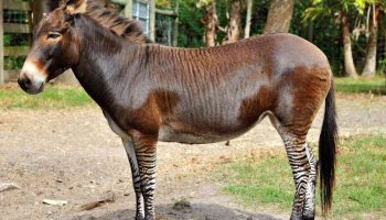 Zebroider, Zeedonks, Zorses, Zonies: Velkommen til verden af zebrahybrider
