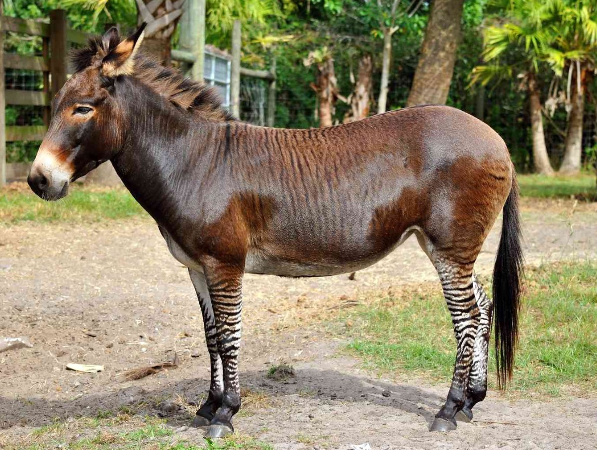 Zebroider, Zeedonks, Zorses, Zonies: Velkommen til verden af zebrahybrider