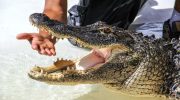 Undersøgelse viser, at 96 % af alligatorbid er resultatet af risikabel menneskelig adfærd