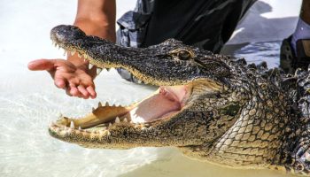 Undersøgelse viser, at 96 % af alligatorbid er resultatet af risikabel menneskelig adfærd