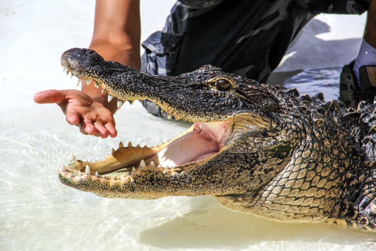 Undersøgelse viser, at 96 % af alligatorbid er resultatet af risikabel menneskelig adfærd