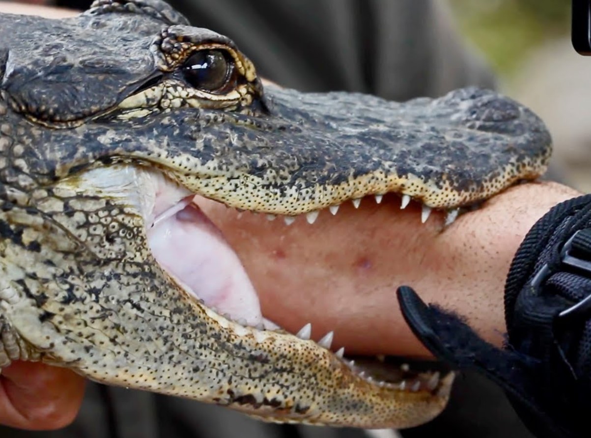Undersøgelse viser, at 96 % af alligatorbid er resultatet af risikabel menneskelig adfærd