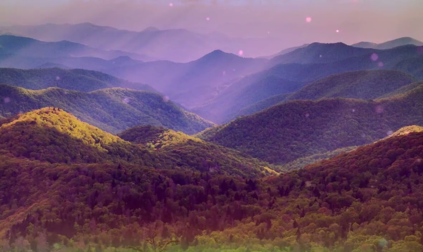 Disse flygtige insekter lyser elektrisk blåt - og findes kun i Appalacherne