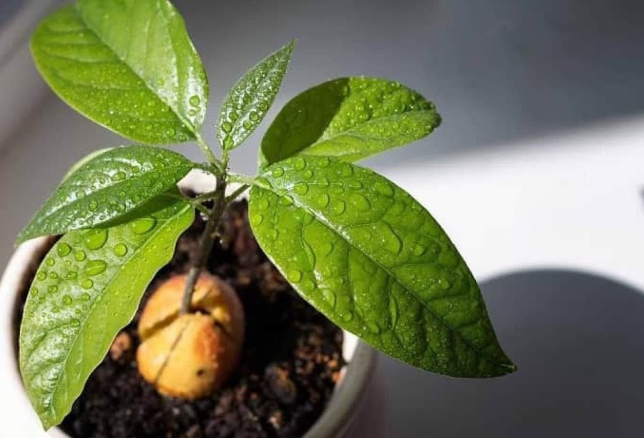 Sådan dyrker du et avocadotræ indendørs, ifølge gartnerne