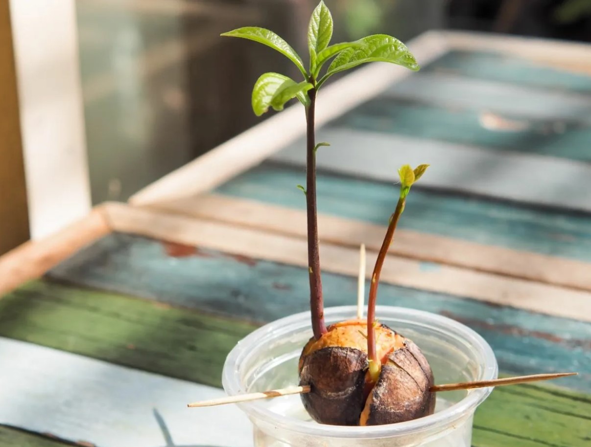 Sådan dyrker du et avocadotræ indendørs, ifølge gartnerne