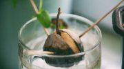 Sådan dyrker du et avocadotræ indendørs, ifølge gartnerne