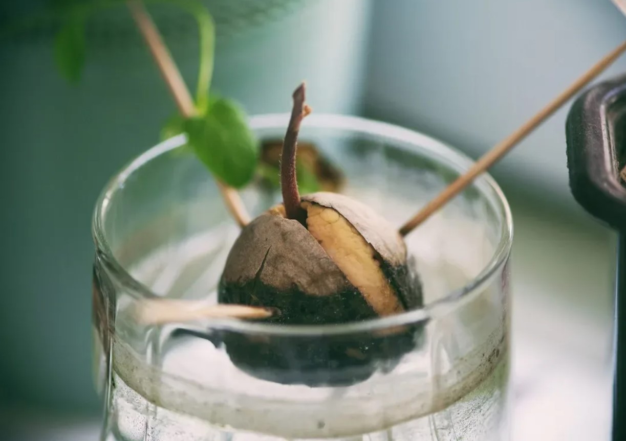Sådan dyrker du et avocadotræ indendørs, ifølge gartnerne