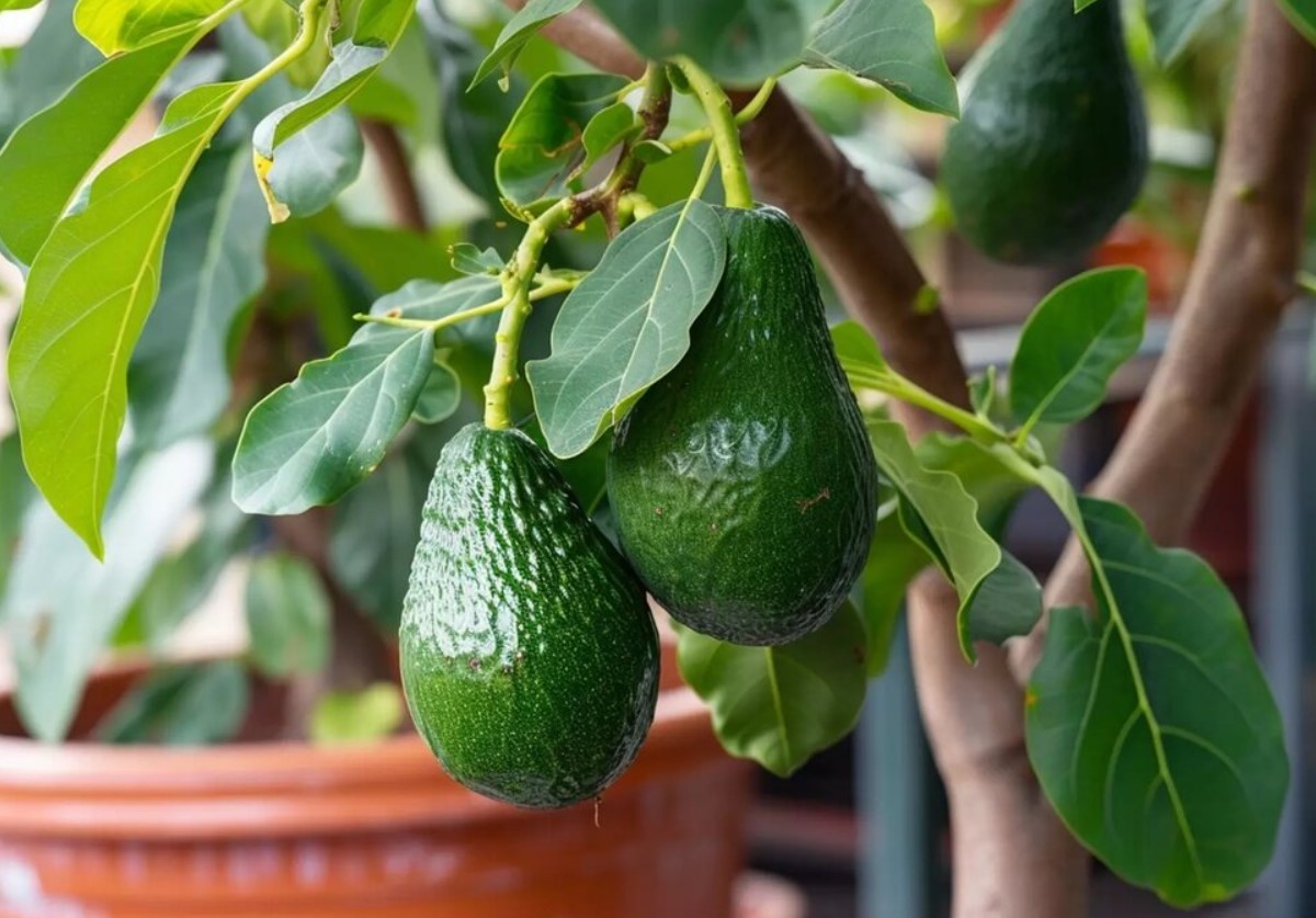 Sådan dyrker du et avocadotræ indendørs, ifølge gartnerne