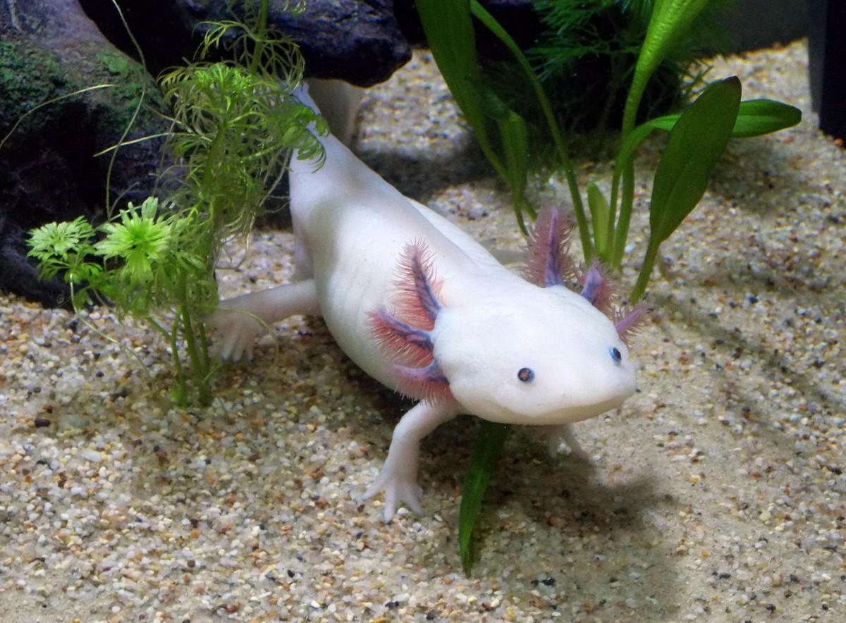 Et kæledyr med hemmeligheden bag evig ungdom: alt, hvad du skal vide for at holde en axolotl i dit akvarium