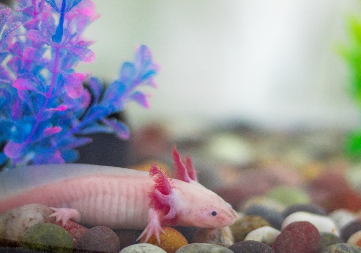 Et kæledyr med hemmeligheden bag evig ungdom: alt, hvad du skal vide for at holde en axolotl i dit akvarium