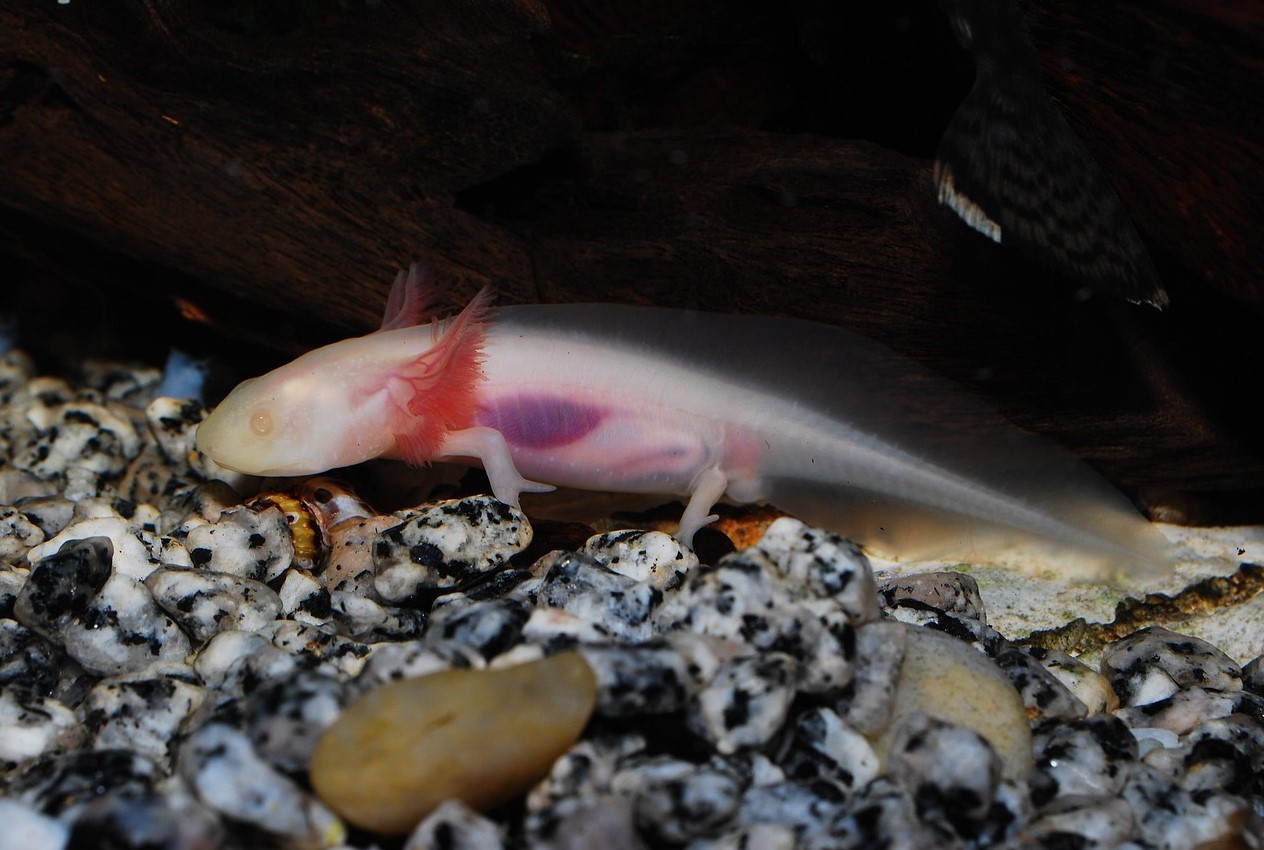 Et kæledyr med hemmeligheden bag evig ungdom: alt, hvad du skal vide for at holde en axolotl i dit akvarium