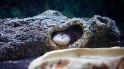 Et kæledyr med hemmeligheden bag evig ungdom: alt, hvad du skal vide for at holde en axolotl i dit akvarium