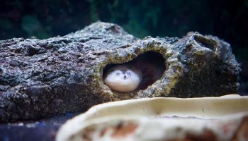 Et kæledyr med hemmeligheden bag evig ungdom: alt, hvad du skal vide for at holde en axolotl i dit akvarium