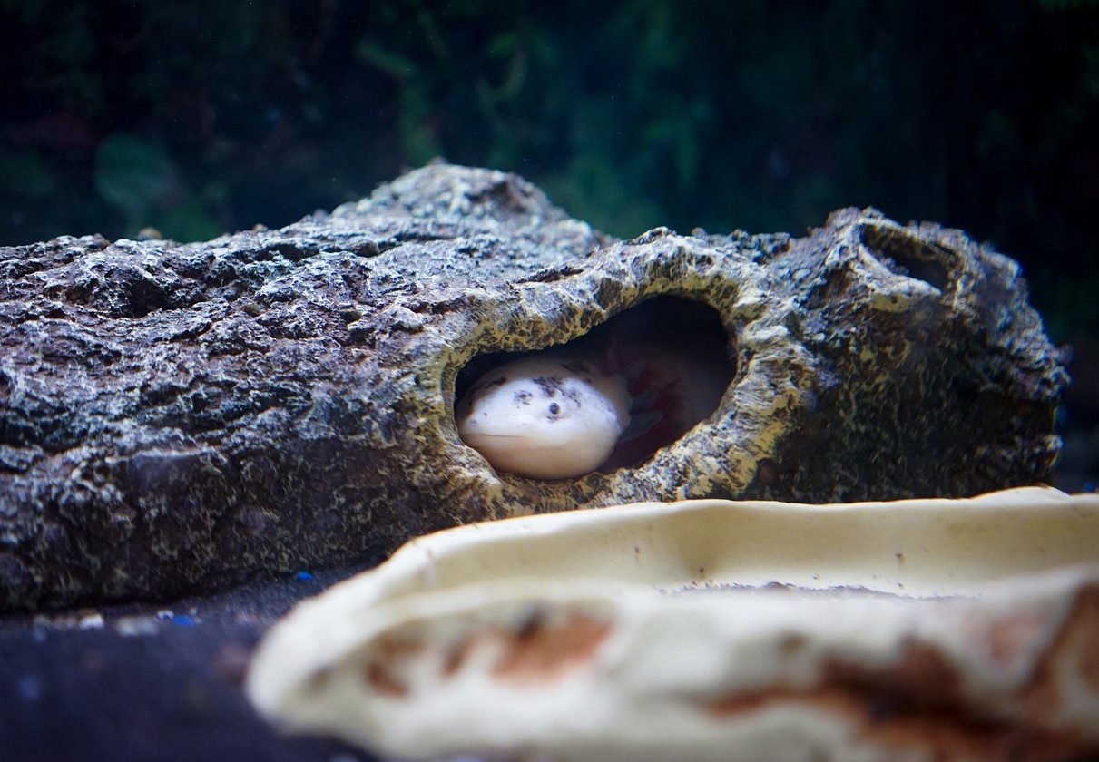 Et kæledyr med hemmeligheden bag evig ungdom: alt, hvad du skal vide for at holde en axolotl i dit akvarium