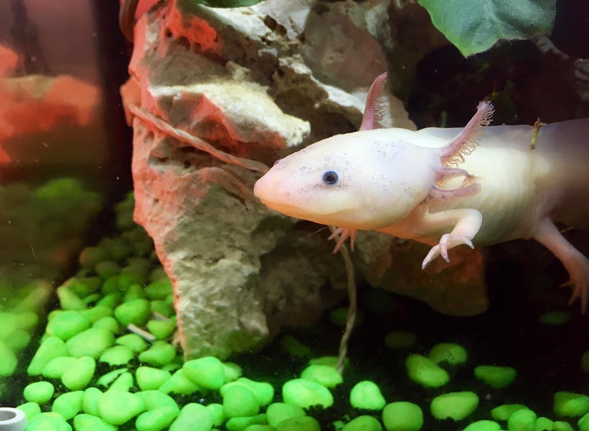 Et kæledyr med hemmeligheden bag evig ungdom: alt, hvad du skal vide for at holde en axolotl i dit akvarium
