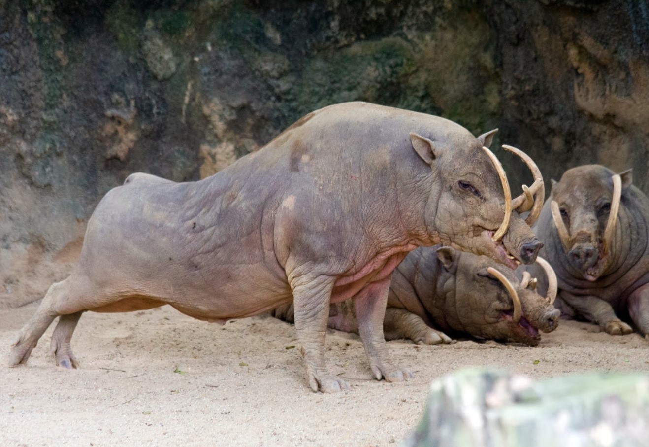 Svin med tænder, der stikker ud af panden: hvorfor har babirusa så store hjørnetænder?