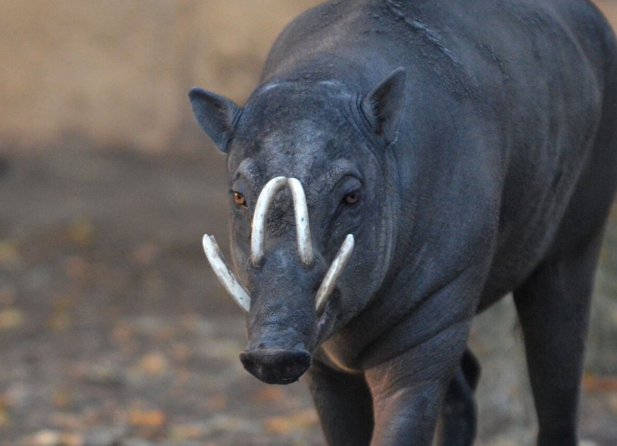 Svin med tænder, der stikker ud af panden: hvorfor har babirusa så store hjørnetænder?
