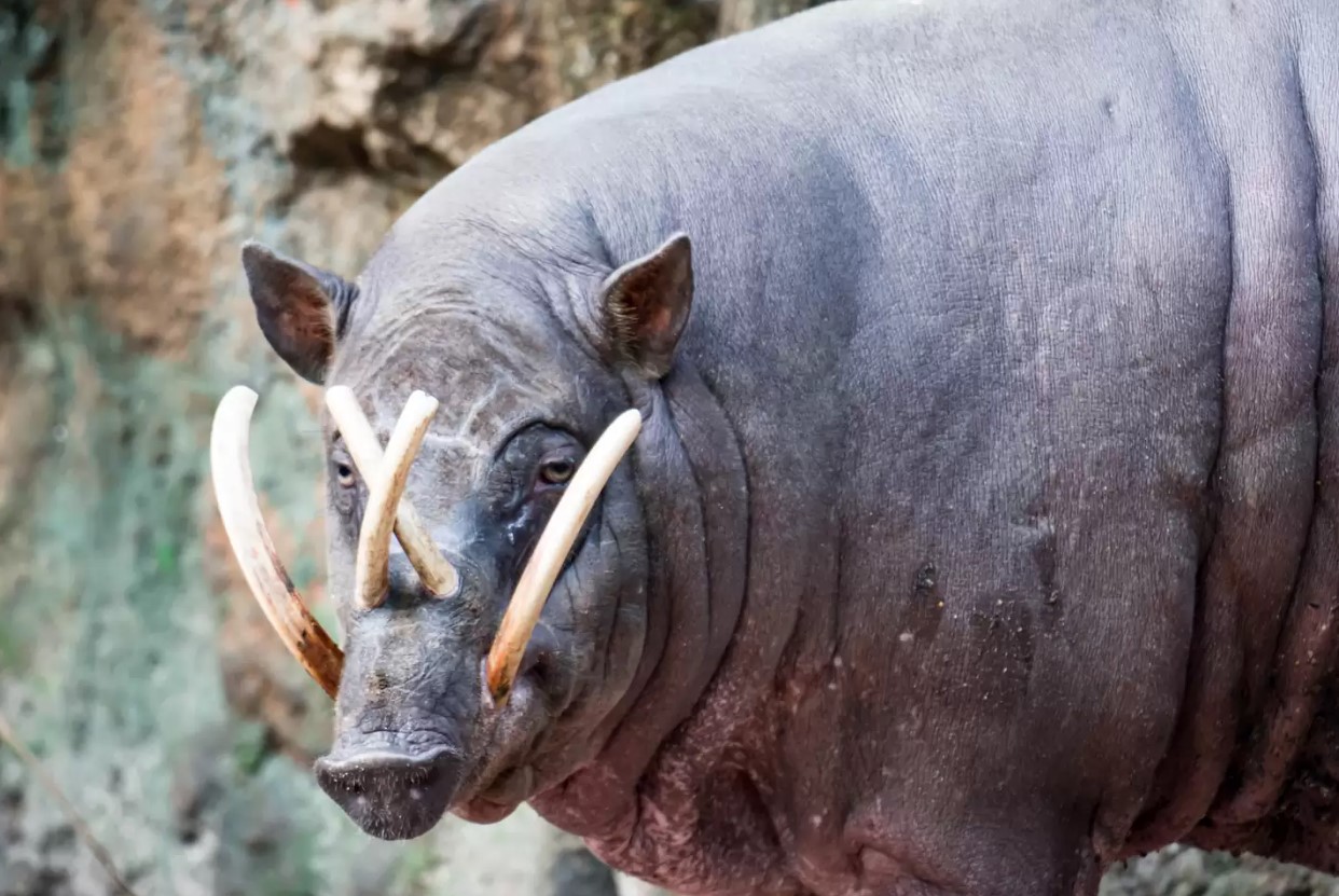 Svin med tænder, der stikker ud af panden: hvorfor har babirusa så store hjørnetænder?